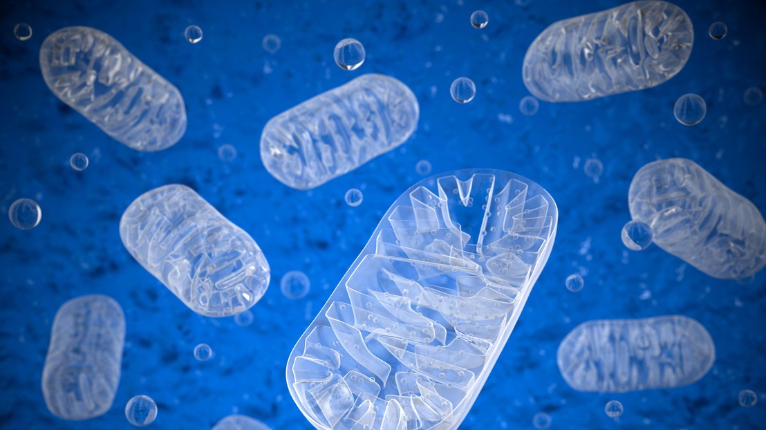 Mitochondria in stem cells are key to organ regeneration. © Thinkstockphotos