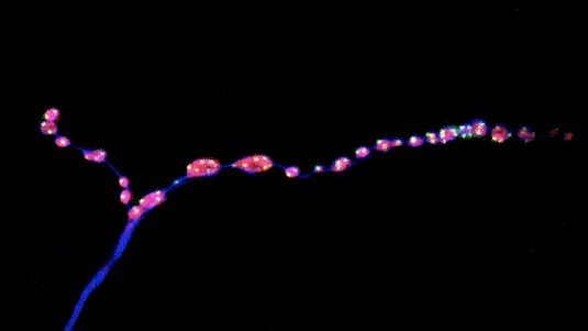 Adult Drosophila neuromuscular synaptic terminals. Motor neurons (blue), synaptic boutons (red) and neurotransmitter release sites (green). © Laboratory of Neural Genetics and Disease / EPFL