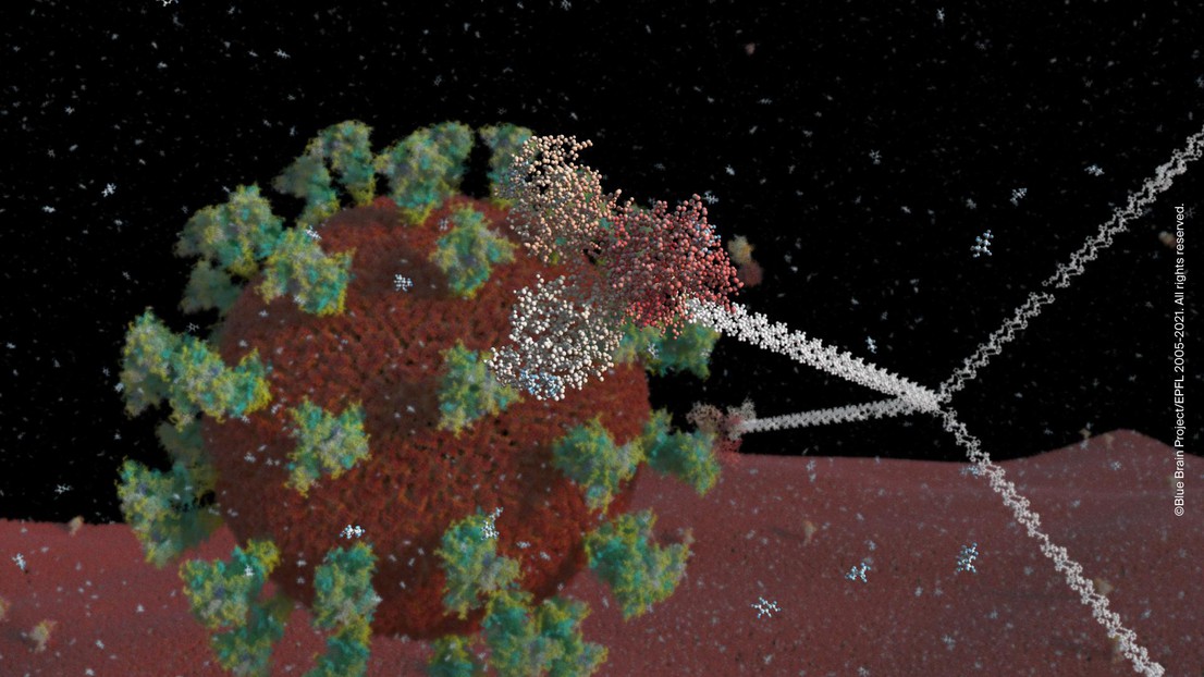 Digital reconstruction of SARS-CoV-2 virus in the lung environment © Blue Brain Project