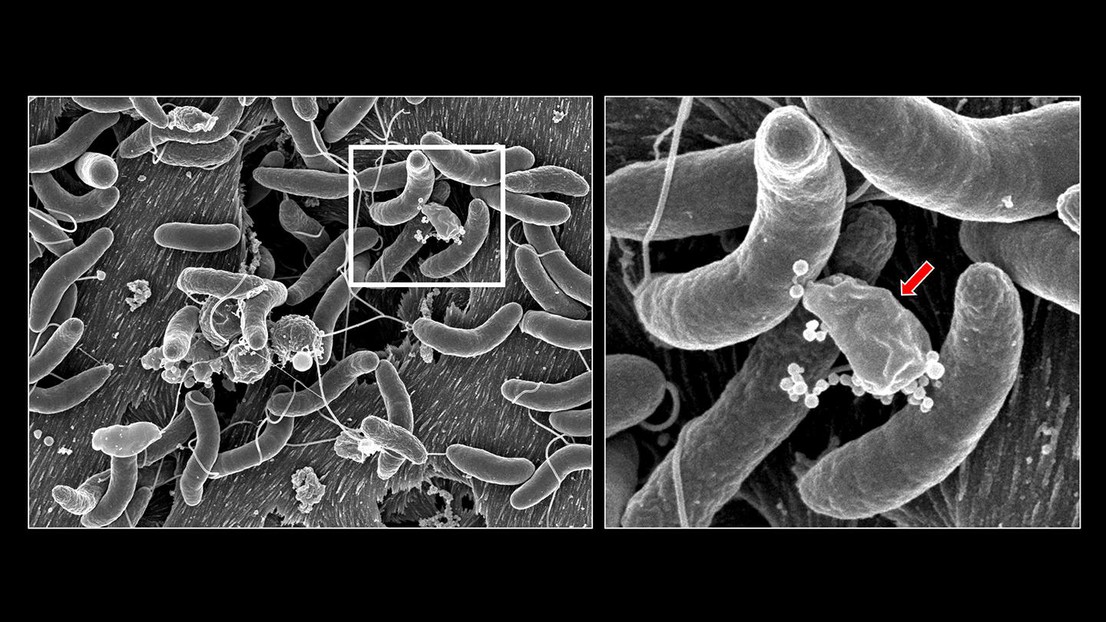 V. cholerae’s growth and competition on natural surfaces (left). Credit: M. Blokesch & G. Knott