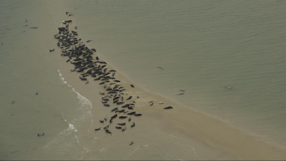 Example of aerial image used by the model that accelerates the seal survey. © NIOZ