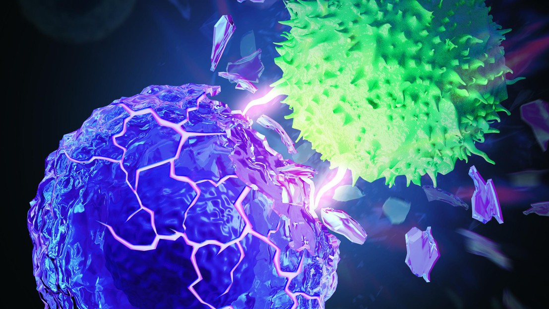 T cell (green) destroys a rigidified cancer cell (purple). © Kewen Lei and Li Tang / 2021 EPFL and MyScimage