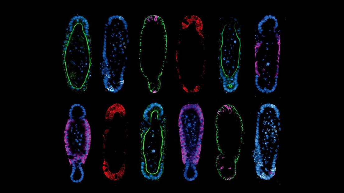 Tissue geometry controls intestinal organoid patterning. Credit: Mike Nikolaev (EPFL).