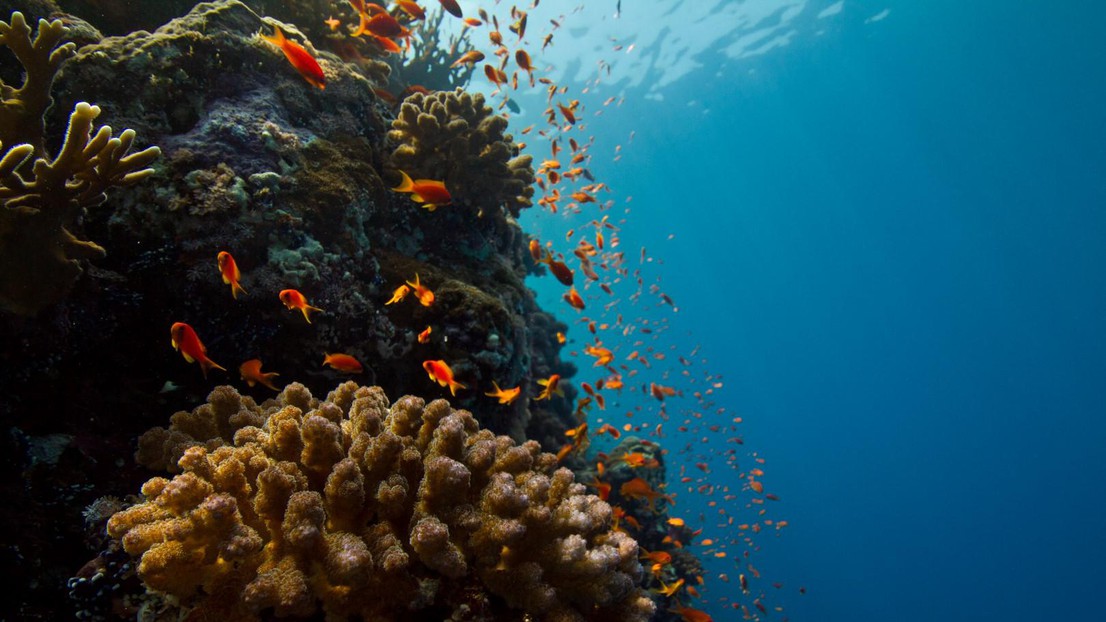 Les coraux sont menacés d'extinction par le réchauffement climatique.2023 EPFL / A. Roik- CC-BY-SA 4.0