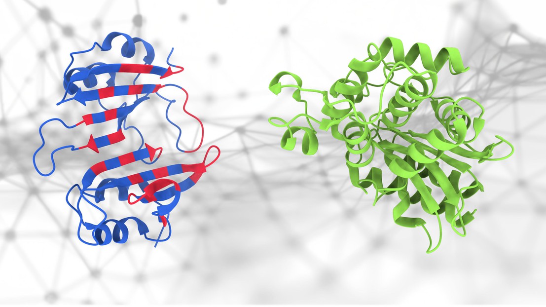 The geometric deep-learning method (PeSTo) used to predict protein binding interfaces. The amino acids involved in the protein binding interface are highlighted in red. Credit: Lucien Krapp (EPFL)