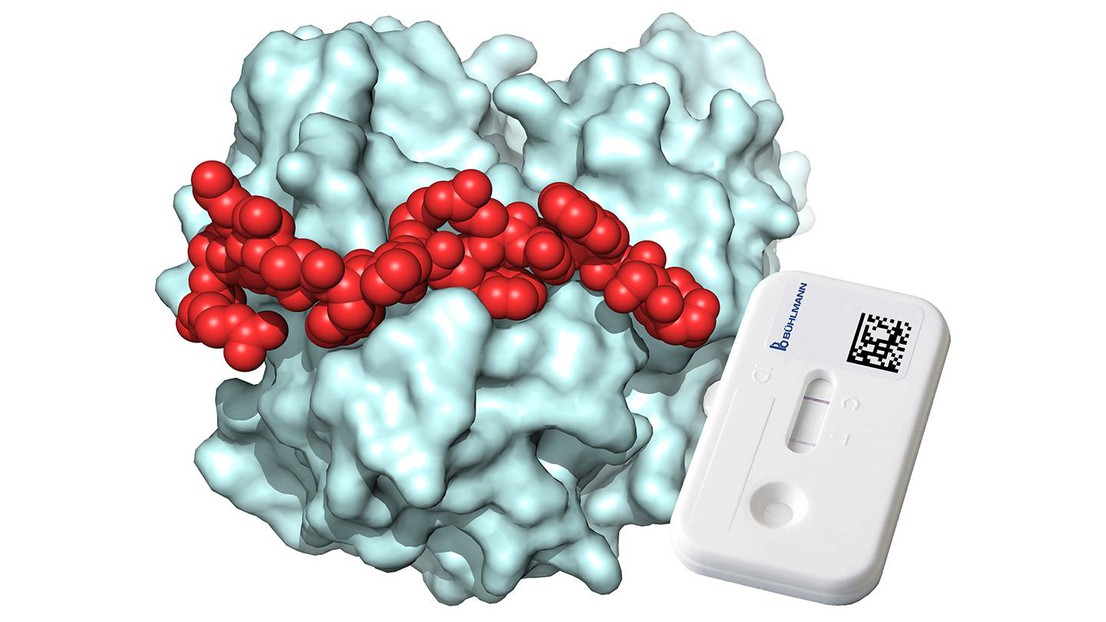 X-ray structure of the 18-amino acid peptide (red) bound to the inflammation marker calprotectin (light blue), with a lateral flow cassette. Credit: 2023 EPFL /C. Heinis /J. Jourdan - CC-BY-SA 4.0