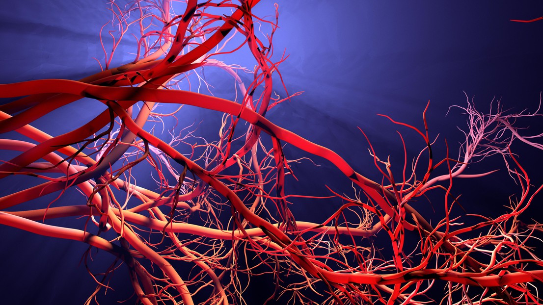 Blood vessels © iStock 2023