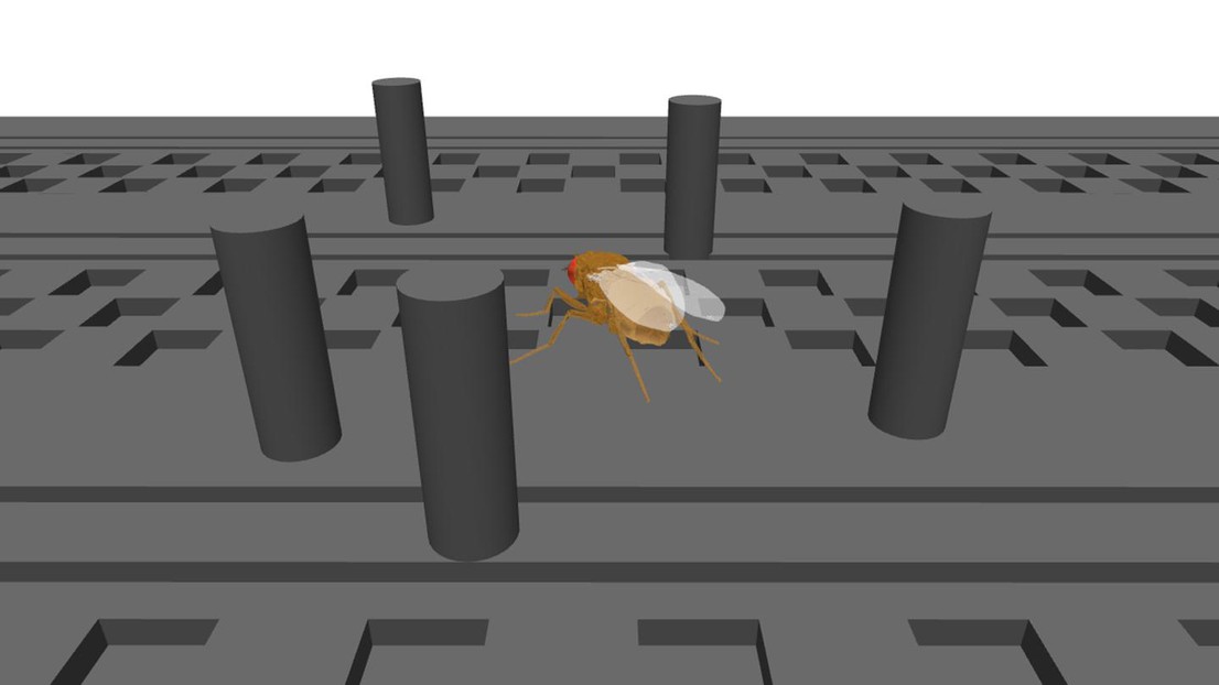 A simulated fruit fly navigates through a dynamic, obstacle-filled environment, showcasing NeuroMechFly v2's enhanced sensory and motor integration in a virtual world. Credit: Ramdya laboratory, EPFL.