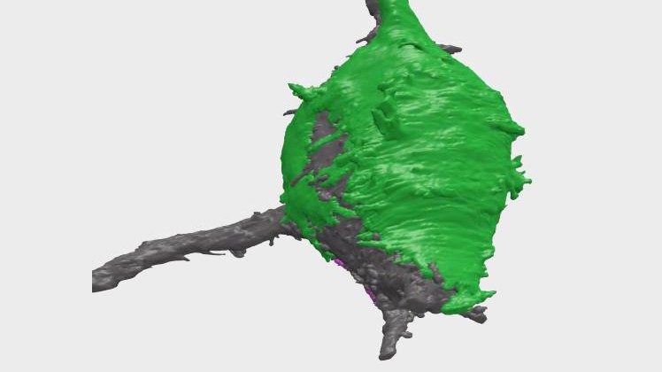 In green, a Calyx of Held synapse covering the neuron soma © EPFL / Schneggenburger