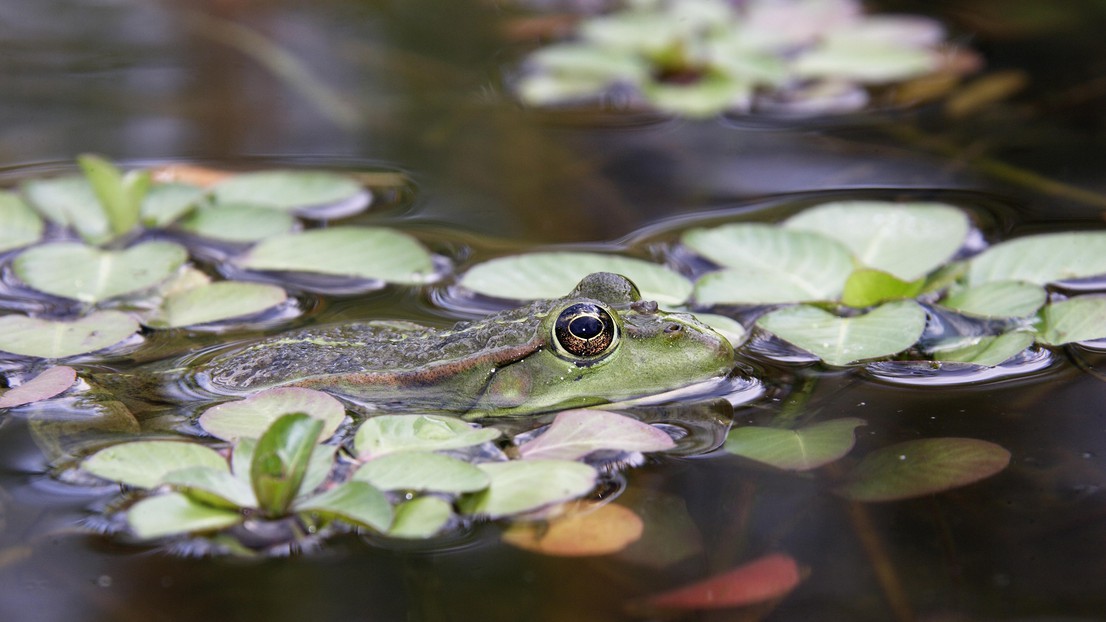 Start-up Synature extends species monitoring with its microphone to amphibians. © iStock