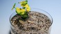 Edible robot is an alternative to electronic environmental monitoring devices. EPFL - CC-BY-SA 4.0