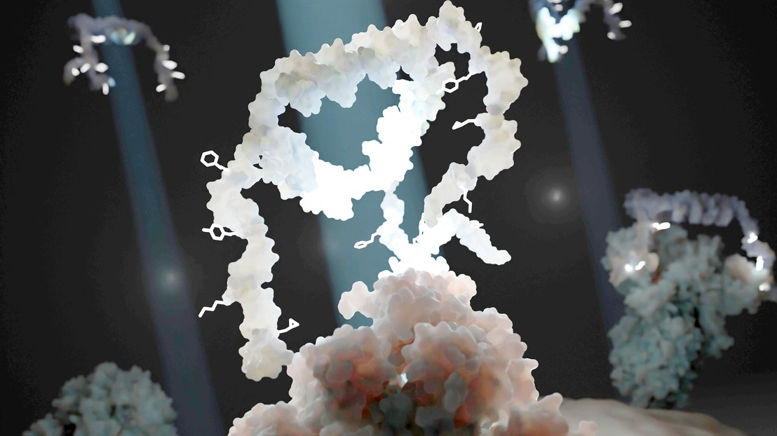 Illustration of the Multivalent Evolved DNA-based SUpramolecular Assemblies (MEDUSA), shown in white, interacting with a target protein (pink). 2025 PBL EPFL CC BY SA 4.0 Illustration of the Multivalent Evolved DNA-based SUpramolecular Assemblies (MEDUSA), shown in white, interacting with a target protein (pink). 2025 PBL EPFL CC BY SA 4.0