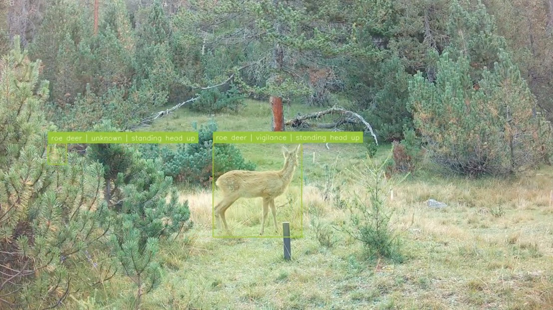 two roe deer foraging, with manual annotations for each individual animal. Credit: A. Mathis (EPFL) two roe deer foraging, with manual annotations for each individual animal. Credit: A. Mathis (EPFL)