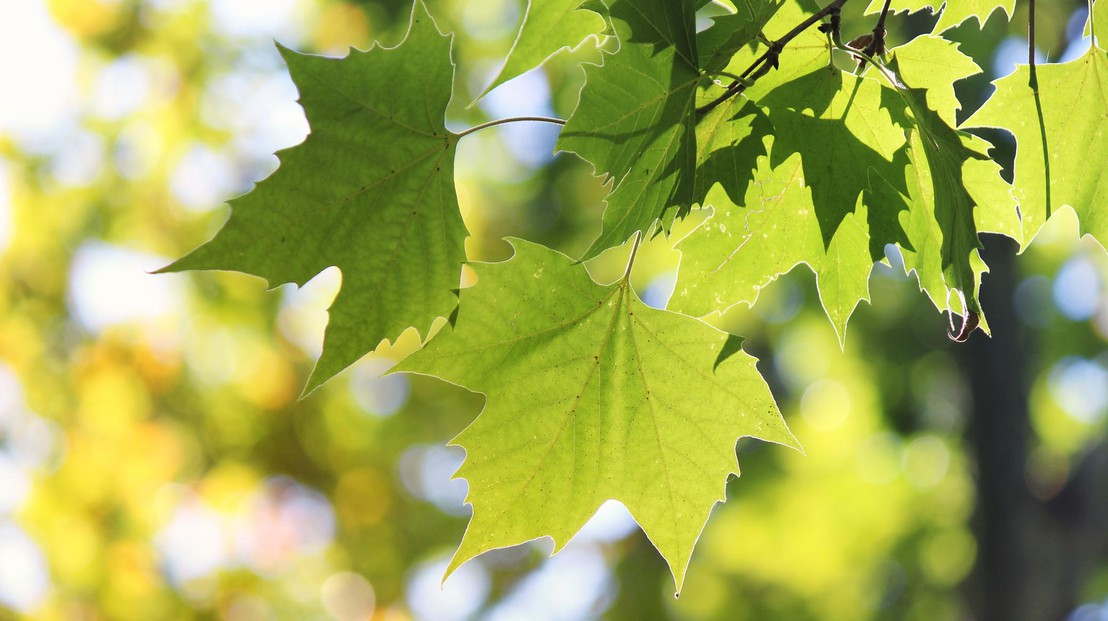 Un test sur huit platanes a été effectué. ©  srdjan111 /  iStock Photos
