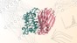 Illustration of a protein binder (pink) interacting with its target (green). LPDI EPFL CC BY SA