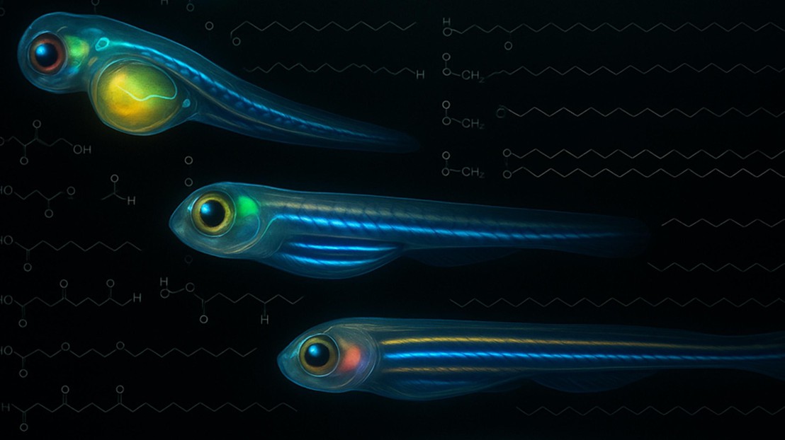 Illustration of zebrafish ©Gioele La Manno (EPFL) Illustration of zebrafish ©Gioele La Manno (EPFL)