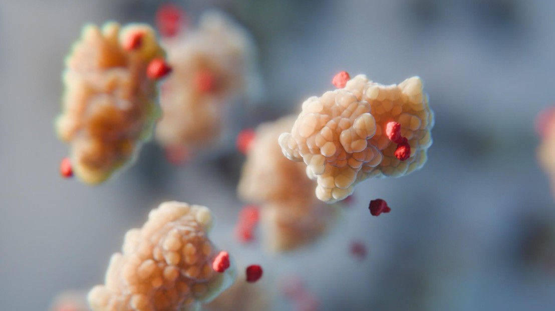 Small amino acids (red) 'screen' attraction of proteins (yellow) to other molecules. 2025 SuNMIL EPFL CC BY SA