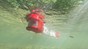 The larval zebrafish robot, Zbot. 2025 EPFL CC BY SA 4.0