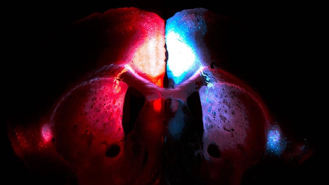 Image of a mouse brain, which Lucie Dixsaut has edited to remove certain details in order to make the image more artistic © Lucie Dixsaut / EPFL