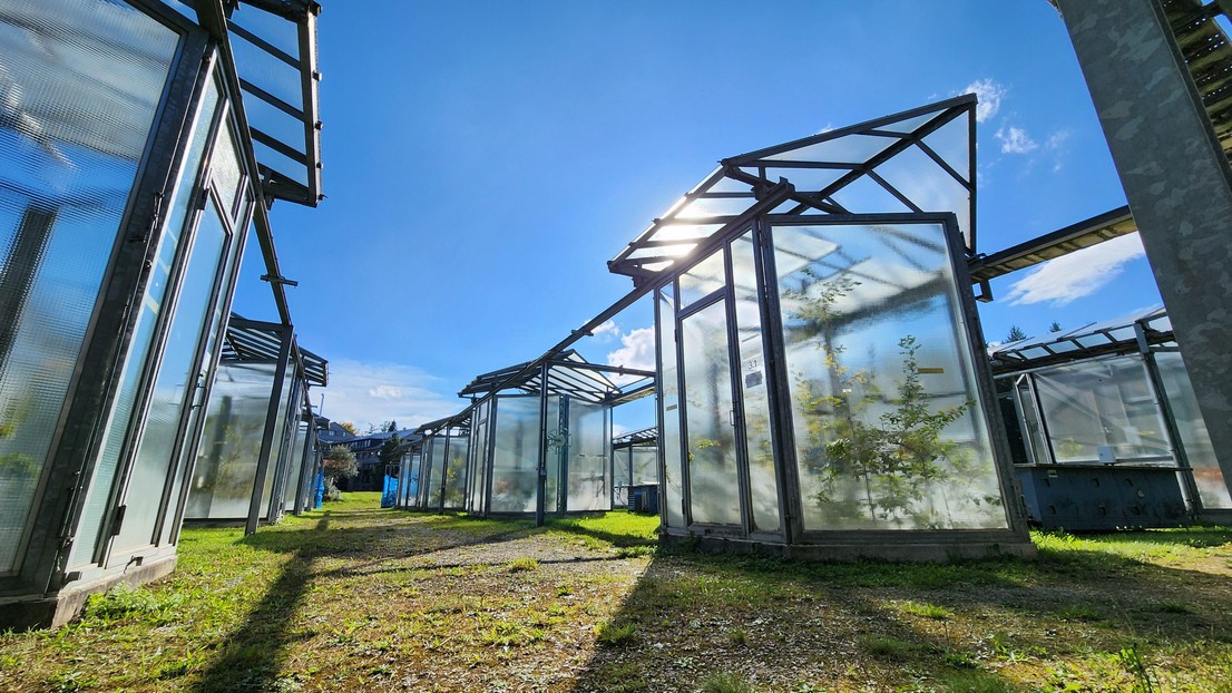Greenhouses at WSL, at the Modoek facility &copy; 2025 Alyssa Therese Kullberg / EPFL / WSL.