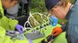 © EPFL – 2011: Leia Falquet and Manon Frutschi cutting a soil core