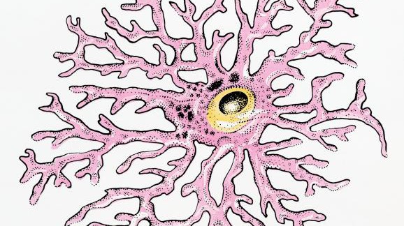 Illustration of an Astrocyte human glial cell ©Thinkstockphotos.com Illustration of an Astrocyte human glial cell ©Thinkstockphotos.com