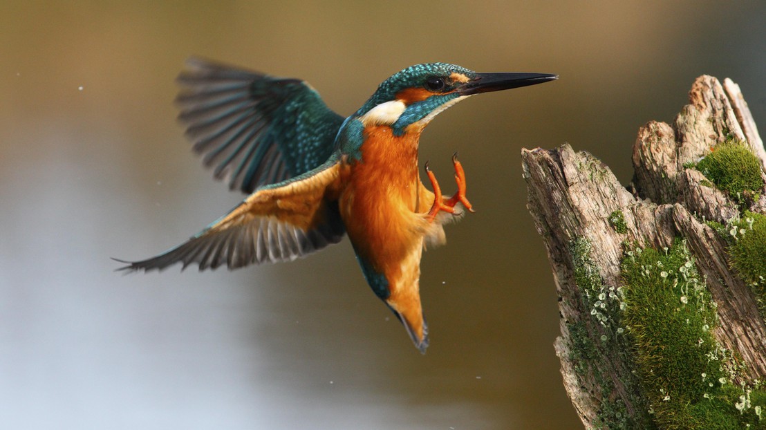 The beak behind the bullet train. © Thinkstockphotos.com The beak behind the bullet train. © Thinkstockphotos.com