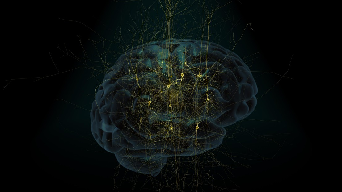 © A human brain model overlaid with a stylized network of neurons. © BBP/EPFL 2014 © A human brain model overlaid with a stylized network of neurons. © BBP/EPFL 2014