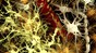 Glial cells (credit: ThinkStock)