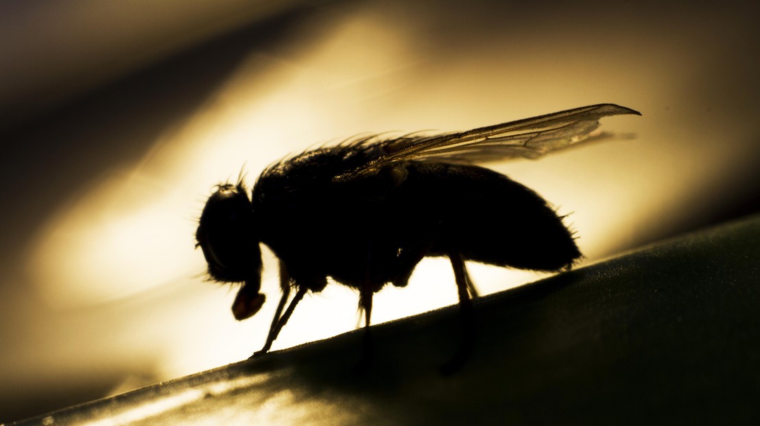 Fruit flies were used in this study (Credit: ThinkStock) Fruit flies were used in this study (Credit: ThinkStock)