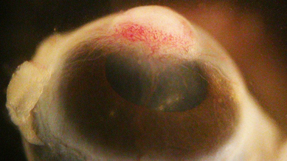 Skin forming in the cornea of a mouse © F. Radtke (EPFL) Skin forming in the cornea of a mouse © F. Radtke (EPFL)