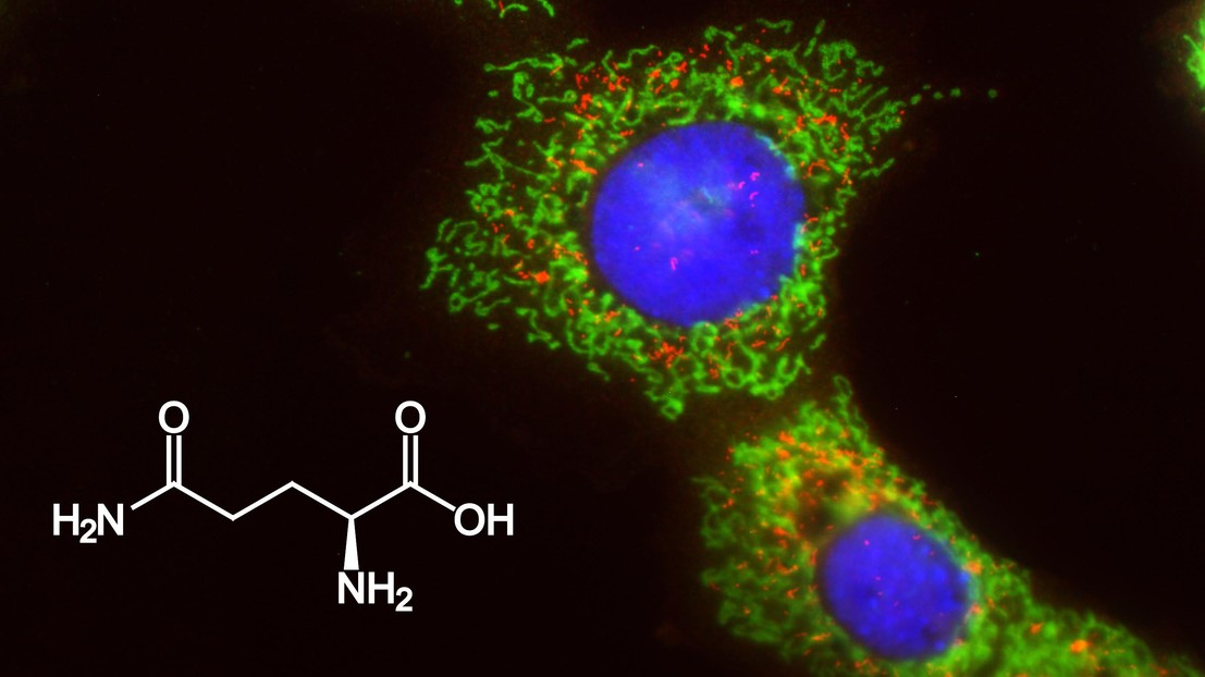 A flluorescence image of liver cells and the chemical structure of glutamine © K. Schoonjans/EPFL