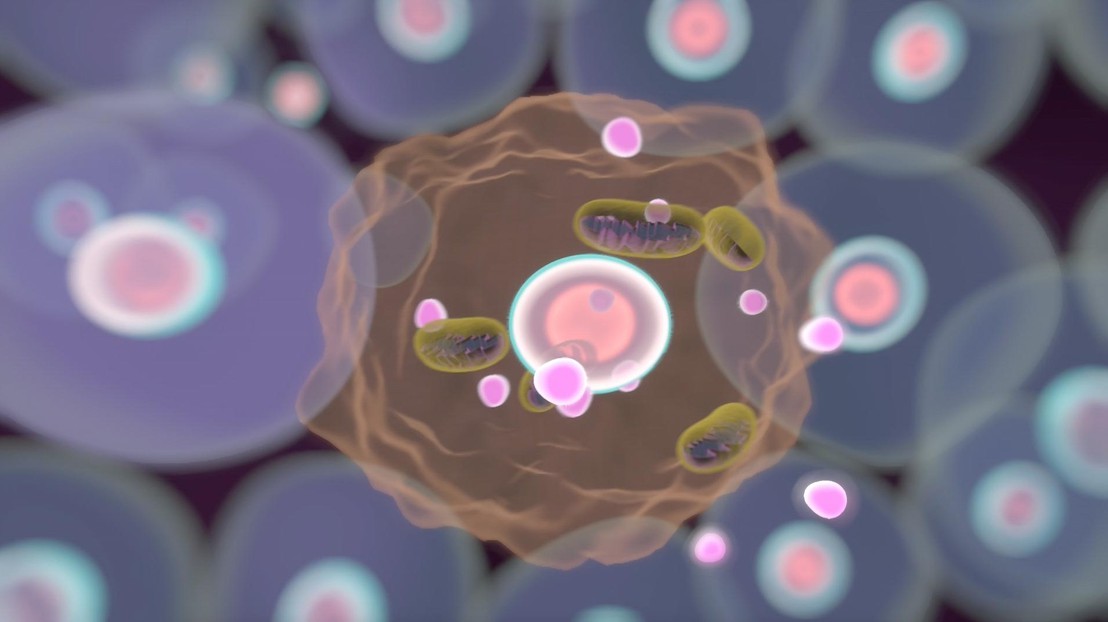 A cell accumulating bad mitochondria © EPFL