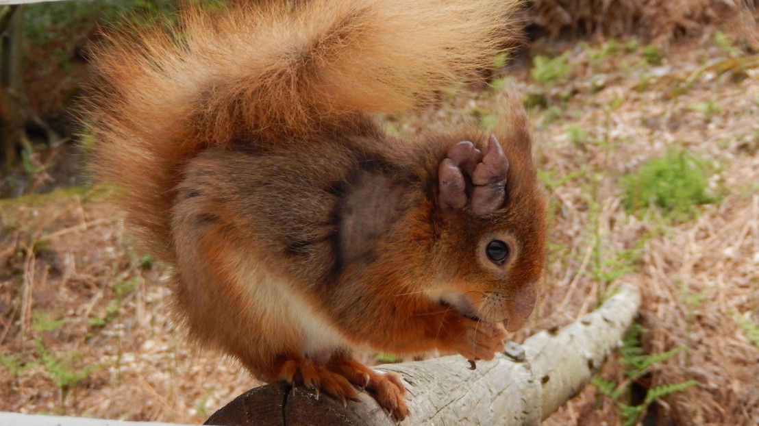 A red squirrel with leprosy on its ear © Dorset Wildlife Trust A red squirrel with leprosy on its ear © Dorset Wildlife Trust
