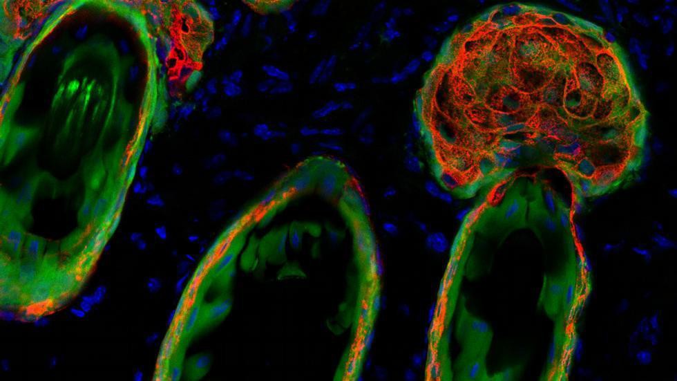 Rat thymic epithelial cells (green) contributing to hair follicles and sebaceous glands