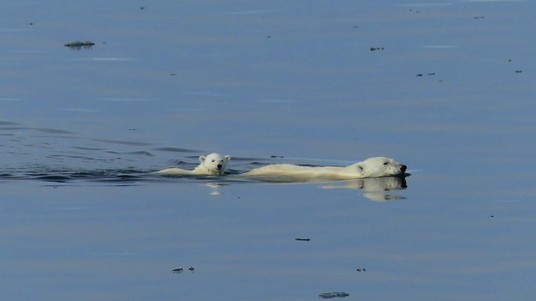 The first bear seen during the expedition, swimming with her cub. ©A.Rousseau