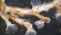 © 2017 bryozoans