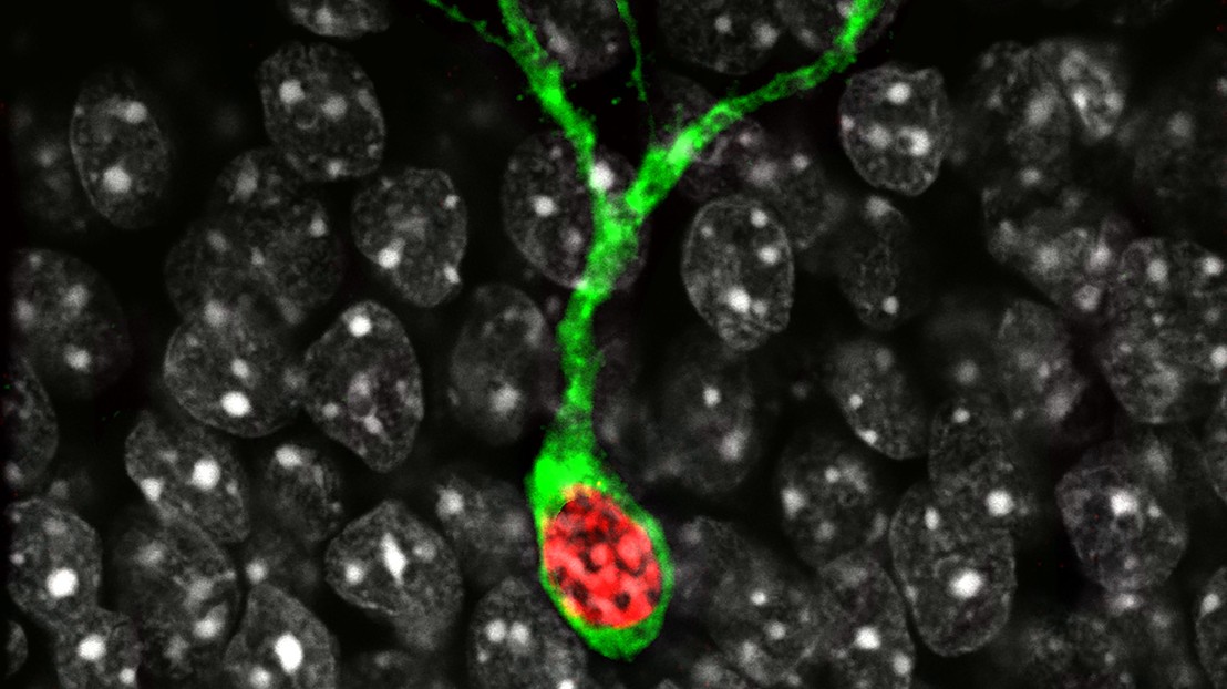 © EPFL / Gräff Group