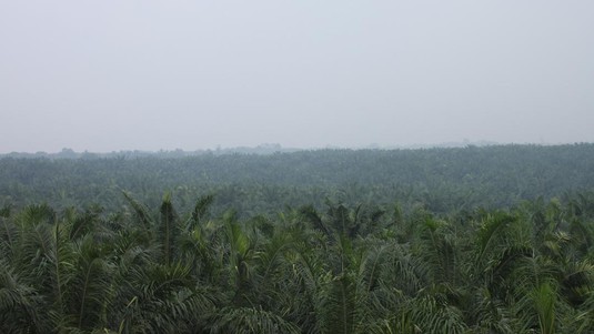 Champs de palmiers à huile de Sumatra, en Indonésie. © 2018 EPFL