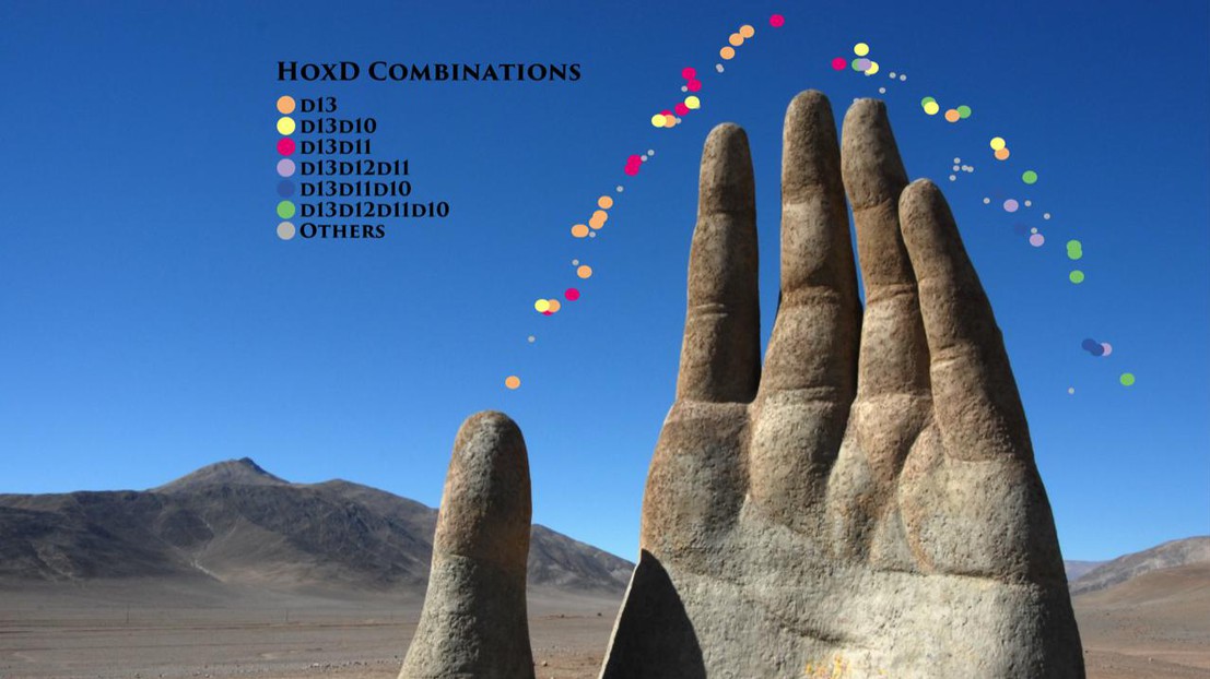 Growing hand with HoxD combinatorial code (credit: P. Fabre and Q. Lo Giudice, University of Geneva) Growing hand with HoxD combinatorial code (credit: P. Fabre and Q. Lo Giudice, University of Geneva)