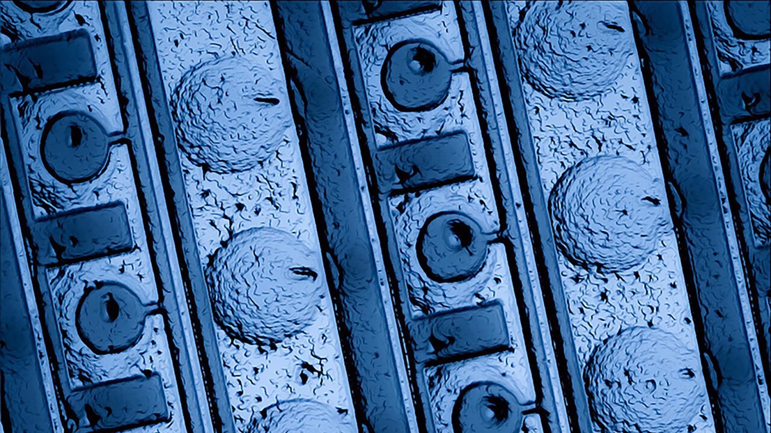 © Zoe Swank / 2019 EPFL