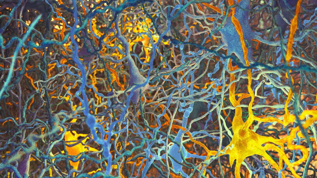 © Blue Brain Project / EPFL 2019 © Blue Brain Project / EPFL 2019