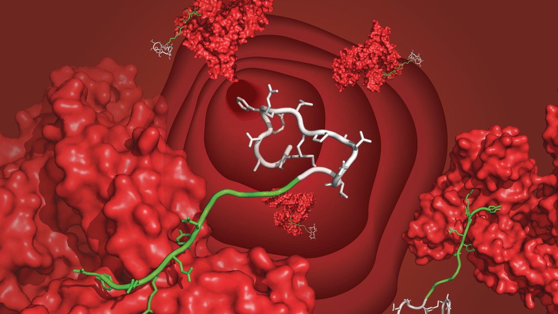 A bicyclic peptide (white) © C. Heinis/EPFL 2017