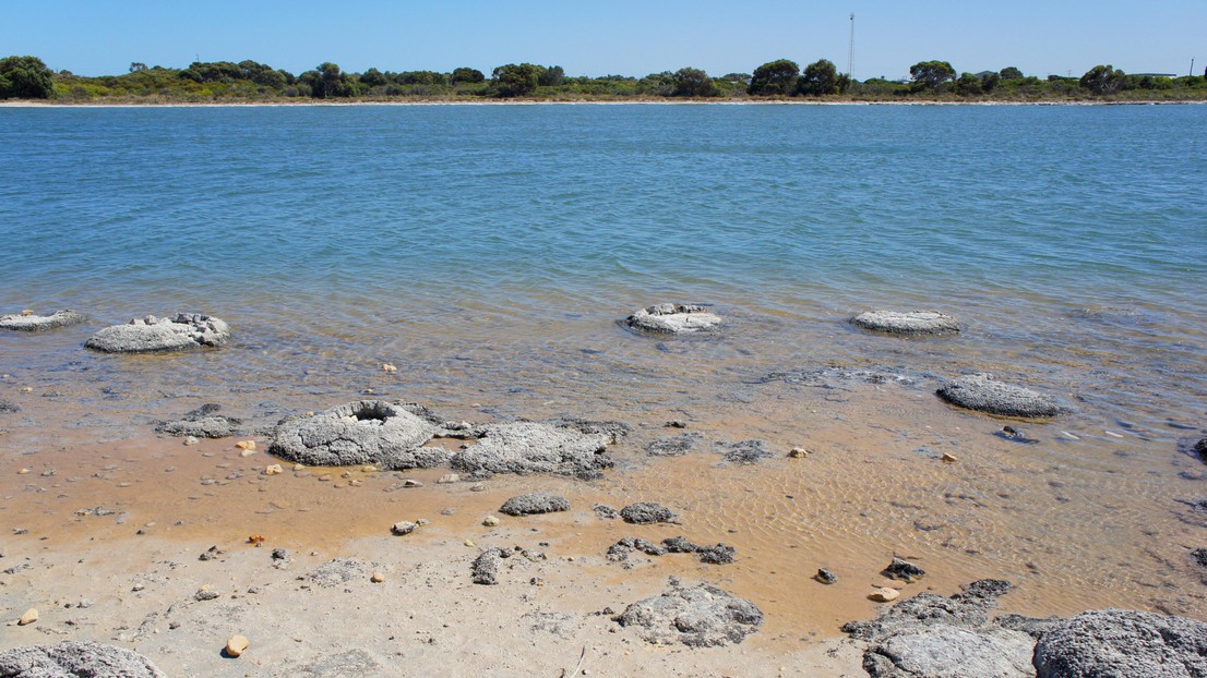Remains of cyanobacteria biofilms (stromatolites) in Australia's Shark Bay World Heritage Area. © Philippe Barraud