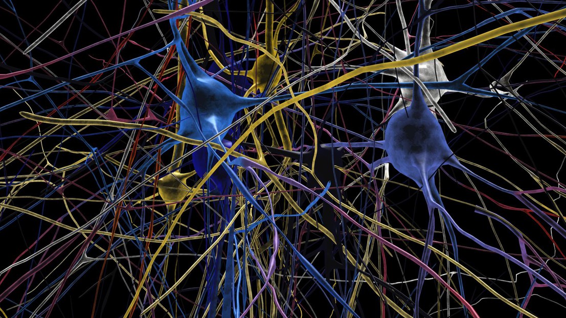 © EPFL / Blue Brain