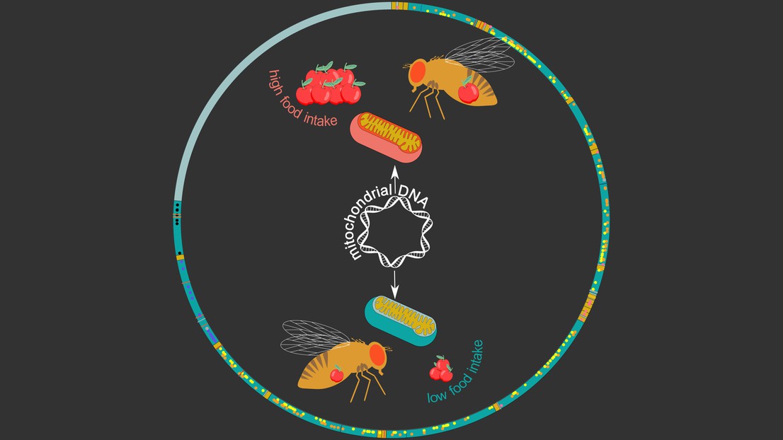 Le génome mitochondrial de la drosophile (cercle). Crédit: Maria Litovchenko/Roel Bevers