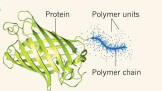 Modified Proteins